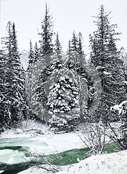 Coniferous snowy forest. Mountainous Cayoosh Creek with turquoise water flows between tall fir trees.