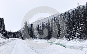 Coniferous snowy forest. Mountainous Cayoosh Creek with turquoise water flows between tall fir trees.
