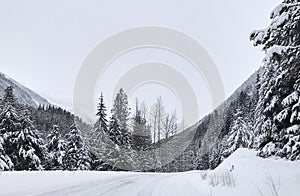 Coniferous snowy forest in the Rocky Mountains.