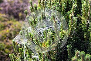 Coniferous spruce or pine tree branch covered with spider net in forest or park on sunny day. Tree with spiderweb. Plant