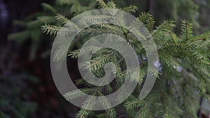 Coniferous spruce tree staggers in the wind in winter. Forestry and forest