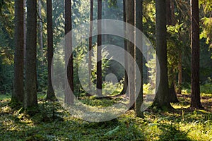 Coniferous stand of Bialowieza Forest in morning