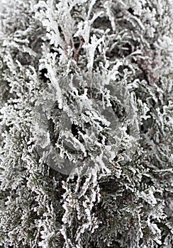 Coniferous Thuja branches covered with hoarfrost