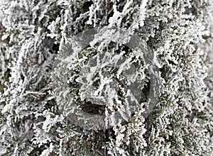 Coniferous Thuja branches covered with hoarfrost