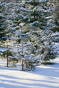 Coniferous Tree