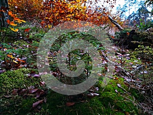 Coniferous tree in the autumn forest in the early morning