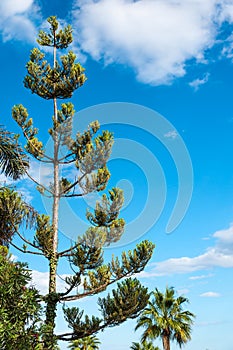 Coniferous tree on blue sky background