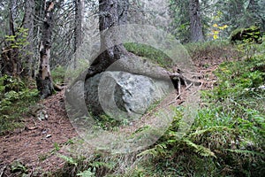 Coniferous tree and boulder on path to Popradske pleso lake, High Tatras