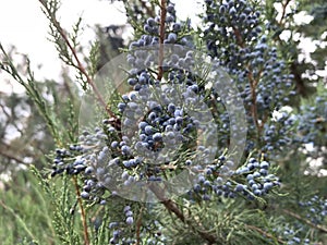 coniferous tree branch with blue cones. Christmas tree or pine tree with blue balls