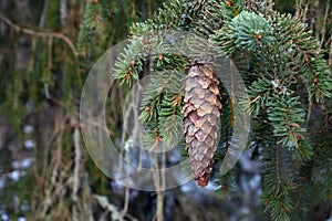 Coniferous tree branch with cones outdoors, closeup