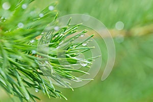 coniferous tree branch with long pine needles the drops of rain