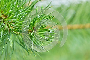 coniferous tree branch with long pine needles the drops of rain