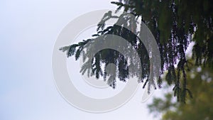 Coniferous tree branches with dark fir and two cones moving in slow wind against sky background