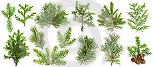 Coniferous tree branches Spruce pine thuja fir cone set