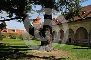 Coniferous tree on courtyard in TelÃÂ castle