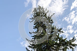 Coniferous tree the Fir-tree against the blue sky with clouds