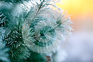 A coniferous tree in hoarfrost and snow