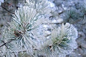 Coniferous tree needles with hoarfrost, close-up at winter day. Christmas and new year holiday concept