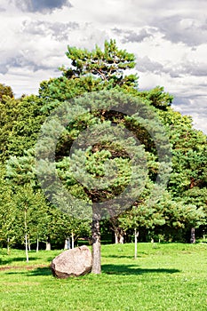 A coniferous tree in the park, and a huge rock next to the tree. Beautiful nature, sunny day, clouds. Beautiful photo.