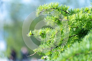 Coniferous tree of stiff weeping japanese larch in spring park.