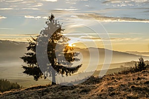 Coniferous tree in sunset, Helpa, Slovakia