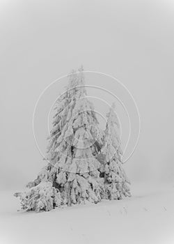 Coniferous tree under heavy layer of snow and ice, foggy winter landscape