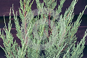 Coniferous trees, close up. Evergreen tree. Pine needles, macro. Spruce needles. Natural pattern. Christmas tree.