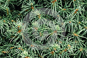 Coniferous trees, close up. Evergreen tree. Pine needles, macro. Spruce needles. Natural pattern. Christmas tree.