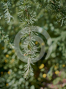 Coniferous trees with coniferous leaves