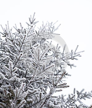 Coniferous trees covered with hoarfrost