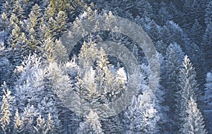 Coniferous trees covered with snow.