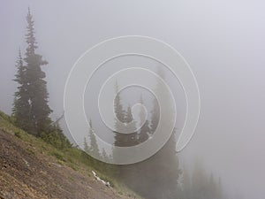 Coniferous trees in dense fog on a mountainside