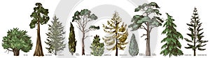 Coniferous trees of different types