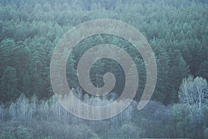 coniferous trees in the fog