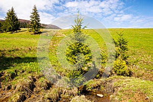 coniferous trees on the grassy hills and meadows of the carpathian countryside in spring