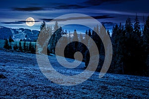 coniferous trees on a grassy meadow at night