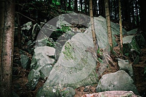 Coniferous trees growing from boulders in the mountains.