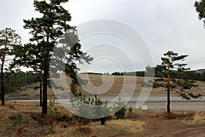 Coniferous trees on Krasnaya Mountain