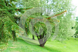 Coniferous trees in the Park in nature, background design