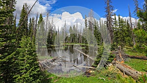 Coniferous trees by the pond in Uinta Wasatch national forest