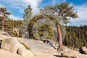 Coniferous trees on the slope of a cliff in Yosemite National Park California United States