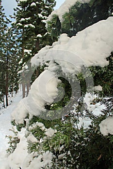 Coniferous trees in the snow at Lake Tahoe on a hike to see the lake