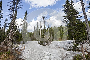 Coniferous trees and snow in Sheregesh, Kemerovo region in Russia