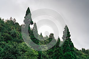 Coniferous trees standing tall on hill slope in shimla, manali, darjeeling