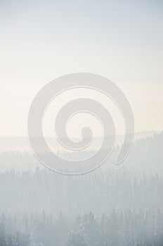 coniferous trees, thickets of green forest