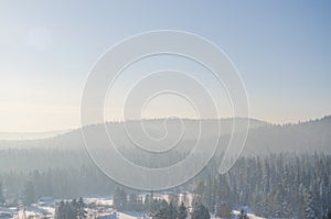 coniferous trees, thickets of green forest