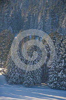 coniferous trees, thickets of green forest