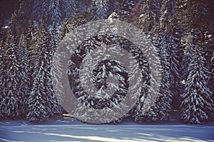 coniferous trees, thickets of green forest