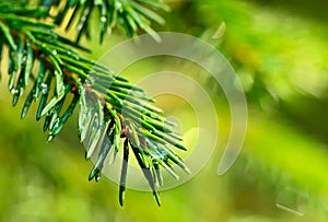 Coniferous twig with raindrops.