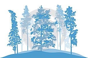 Coniferous winter trees, pines. Silhouette of beautiful nature, landscape. Vector illustration